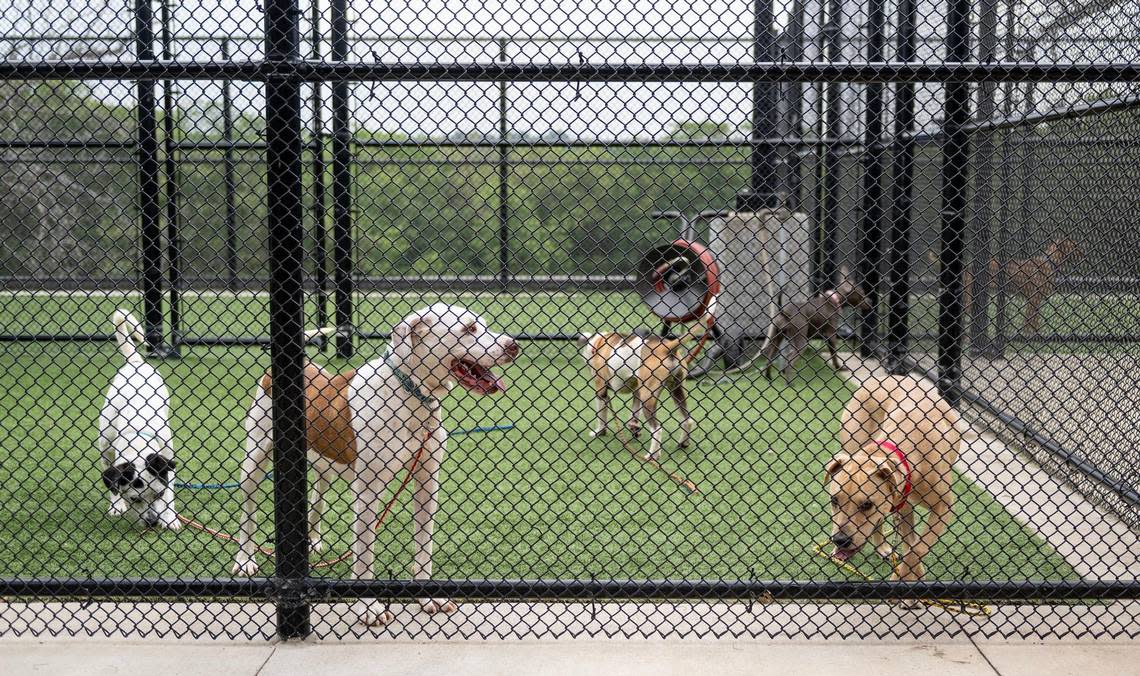 Dogs spend time in an outdoor playpen at KC Pet Project, where kennels are filled as adoptions decrease and more dogs arrive.