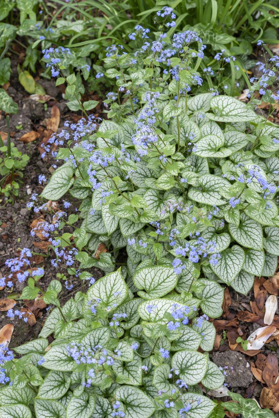 shade flowers brunnera