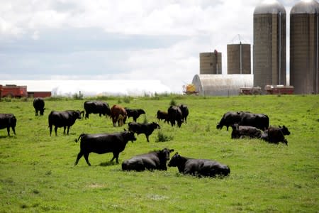 FILE PHOTO: Cattle rest in a field outside a farm in Peosta, Iowa