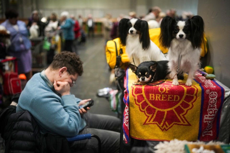 BIRMINGHAM, ENGLAND - MARCH 07: An owner and dogs wait for judging during Crufts at the National Exhibition Centre on March 07, 2024 in Birmingham, England. Over 24,000 dogs from 220 different breeds take part in Crufts 2024 with hundreds of the most agile and athletic dogs competing in different competitions including agility and flyball and, new for this year, Hoopers - a low-impact and inclusive activity for dogs and owners. The event culminates in the  Best in Show 2024 trophy, awarded on Sunday night. (Photo by Christopher Furlong/Getty Images)