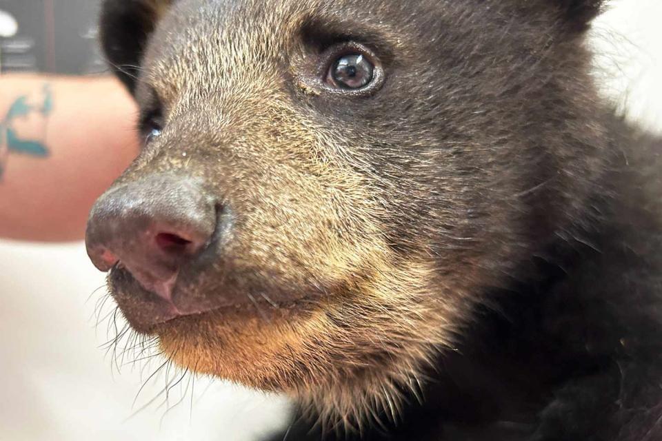 <p>Appalachian Wildlife Refuge</p> Bear cub at the Appalachian Wildlife Refuge