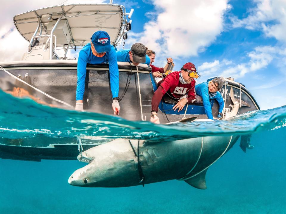 Scientists conduct an ultrasound on a female tiger shark off the coast of Grand Bahama.