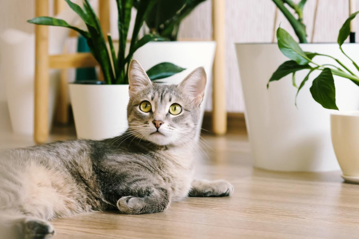 cat laying on floor by plants; cat names that start with s