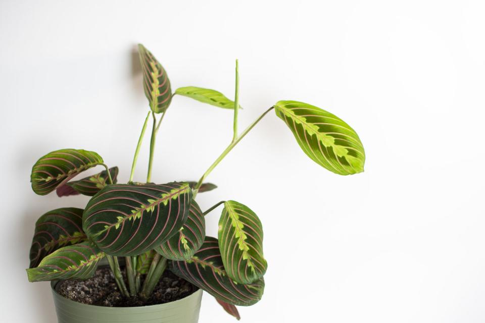 best mood boosting plants prayer plant