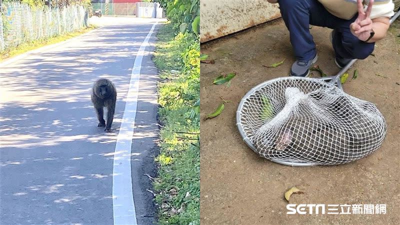 逃亡狒狒在楊梅區一處民宅捕獲，卻因遭獵槍射擊而傷重身亡。（圖／翻攝畫面）