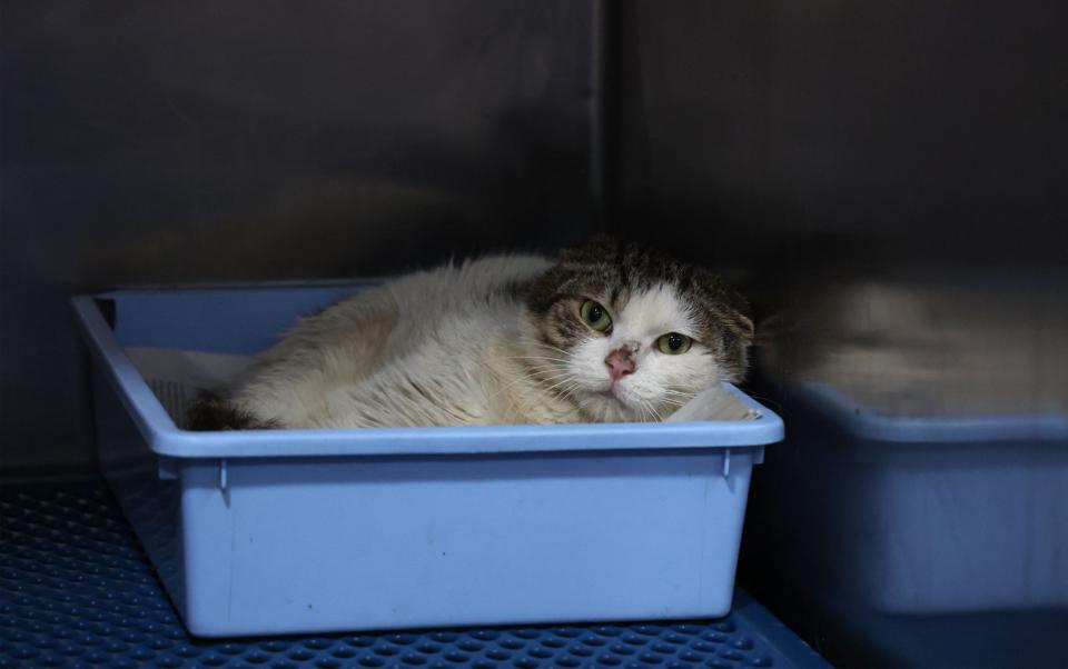 A domestic cat suffering from Feline Infectious Peritonitis (FIP) is in quarantine at a veterinary clinic in Nicosia