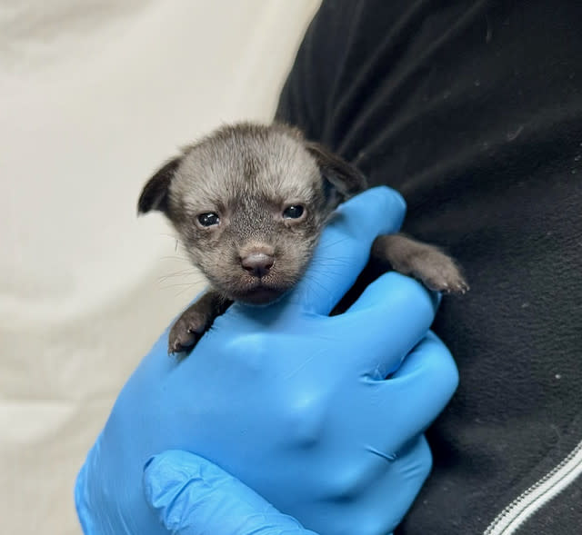 Fantastic Bat-Eared Fox! Cincinnati Zoo Welcomes Cutest New Arrival