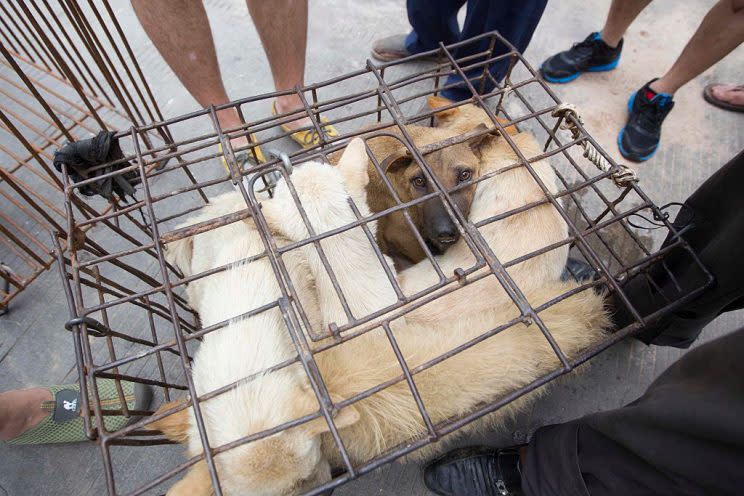 Dogs in cramped cages ahead of the Yulin Festival (Getty)