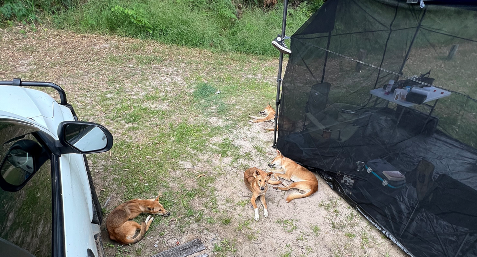 Dingoes on K'gari at the weekend right outside a tent. 