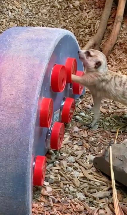 Meerkat with forage device (Niabi Zoo)