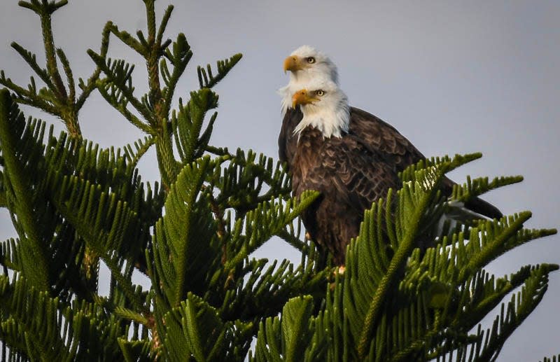 A pair of Bald Eagles perch high in a pine tree in Viera Monday, October 16, 2023. Craig Bailey/FLORIDA TODAY via USA TODAY NETWORK