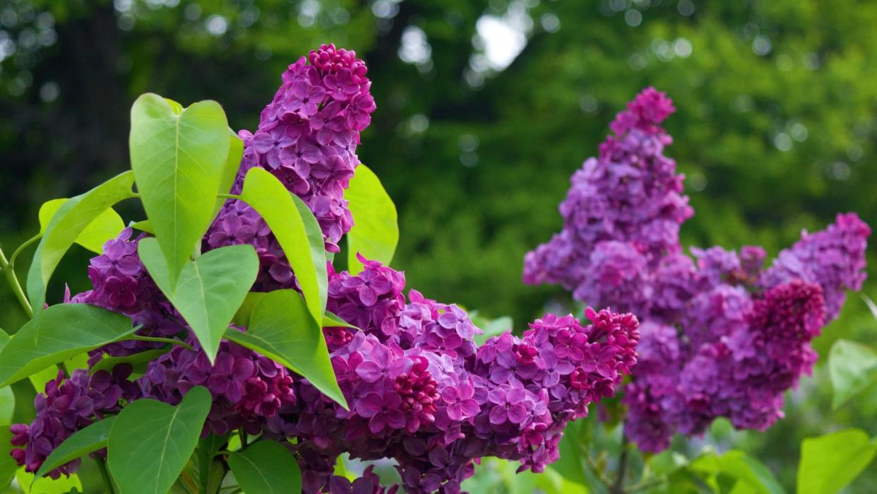  Violet lilac blooms on a lilac shrub 