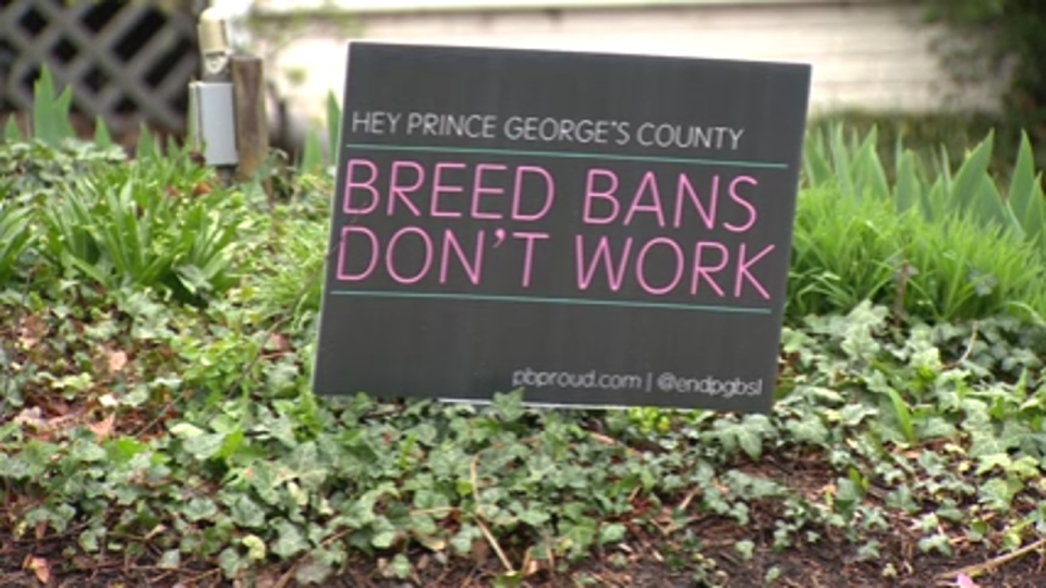 <div>Prince George's County animal shelter accused of euthanizing dogs during 'Strep Zo' outbreak</div>