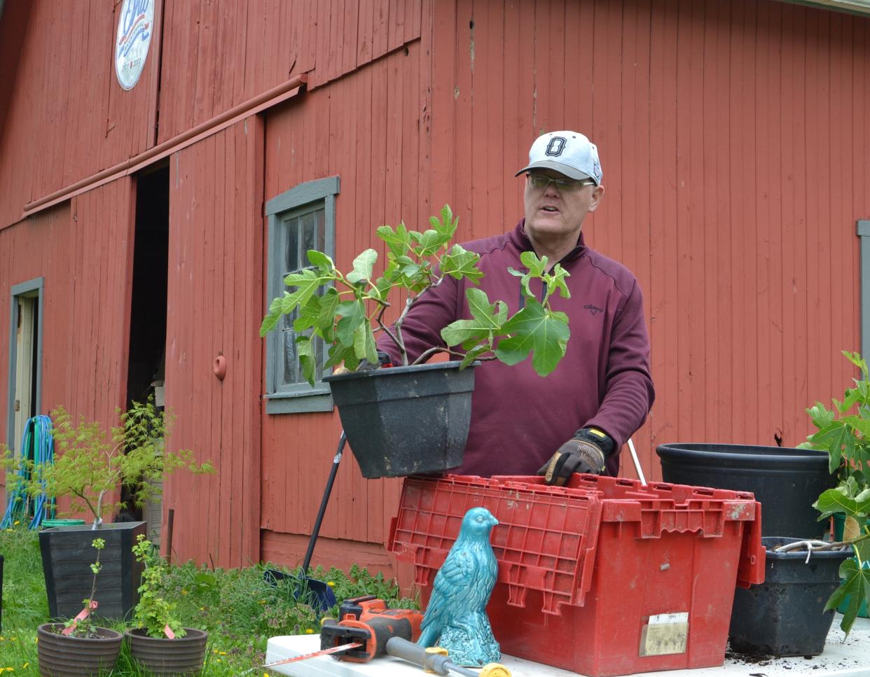 Brad Hamilton shows a new fig tree cutting in a pot. Young fig trees can be grown in smaller containers, but eventually each tree will require a 15-20 gallon container.