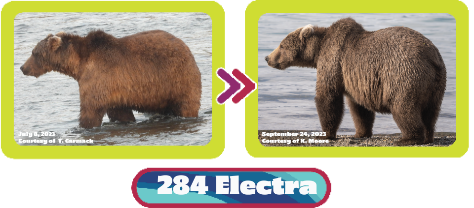 See the transformation of Bear 284 Electra from July to September in 2023. / Credit: T. Carmack/National Park Service (left) and K. Moore/National Park Service