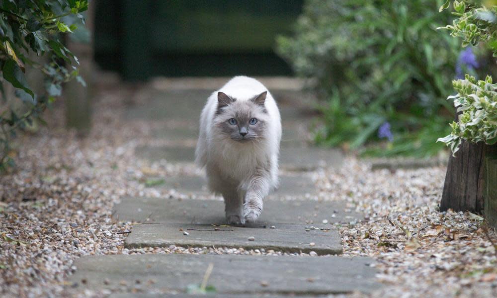 <span>Photograph: Geoffrey Robinson/Alamy</span>