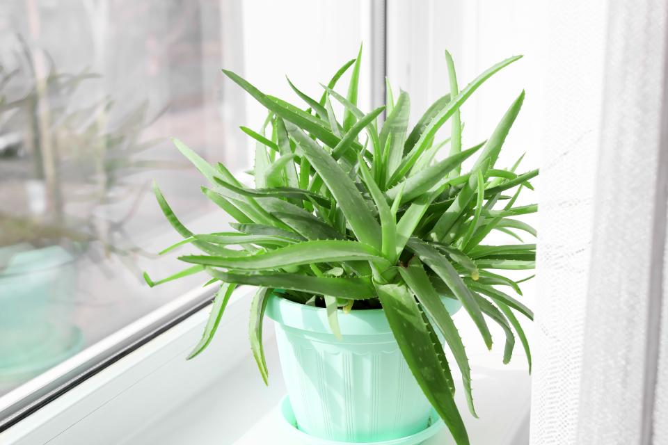 aloe vera on windowsill