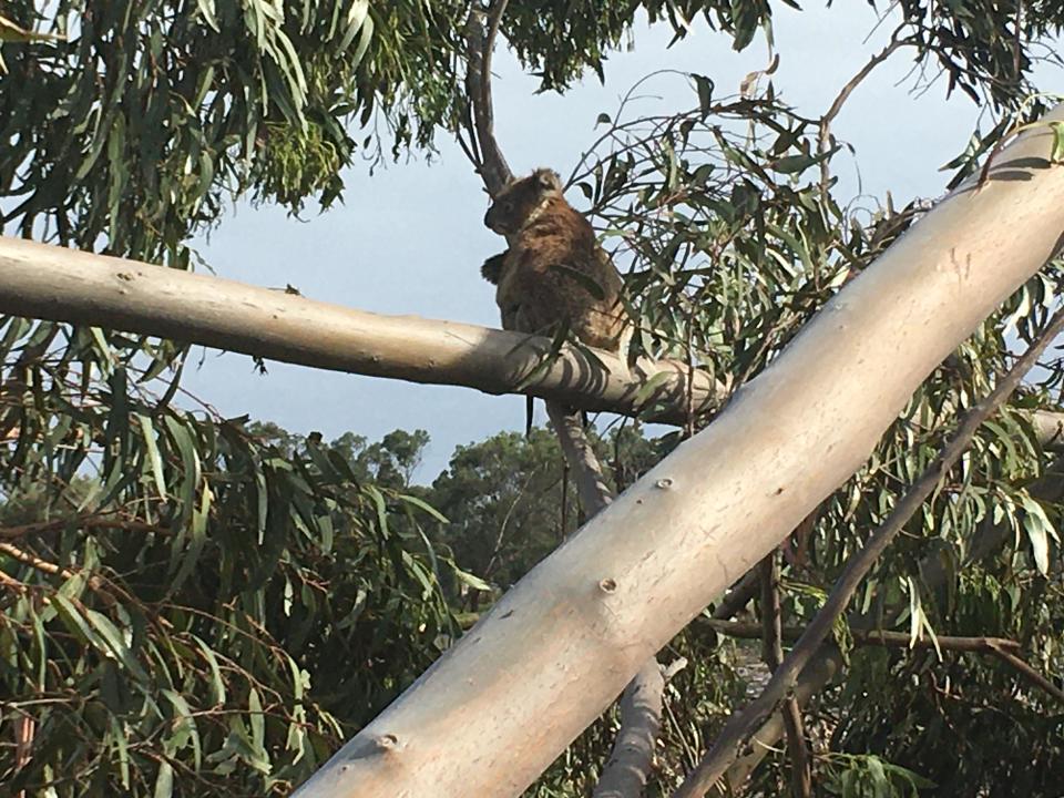 A koala mother and her joey found living in a fallen tree near Portland. Source: Helen Oakley