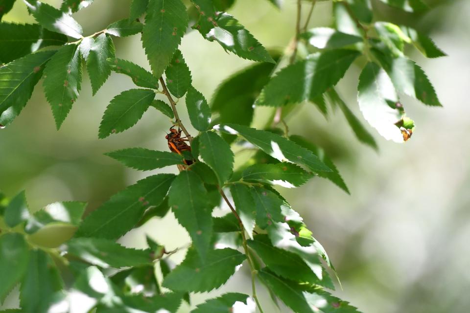 Cicadas sit in the trees at Savannah Rapids Park on Tuesday, May 7, 2024.