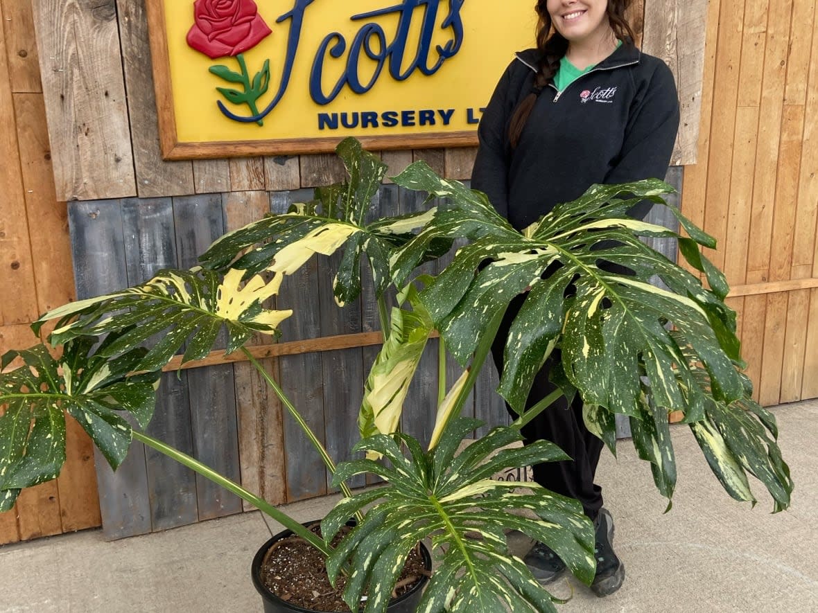 Sara Cathline, a sales associate at Scott's Nursery in Fredericton, says even new plant enthusiasts can make a monstera Thai constellation thrive, as long as they pay attention to humidity.  (Submitted by Sara Cathline - image credit)