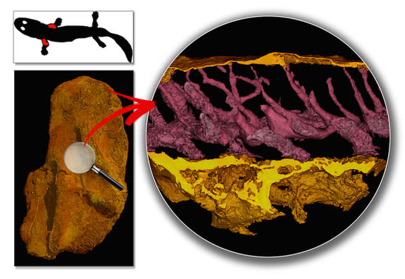 A 3D scan of the bone showing blood vessel cavities (in pink) that provide clues about the metabolism of the 360-million-year-old <i>Acanthostega</i>.