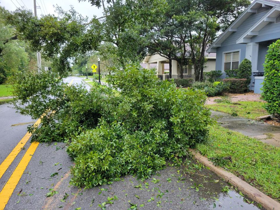 Tree debris blocks part of New York Avenue in the Dixieland neighborhood of Lakeland on Thursday morning.