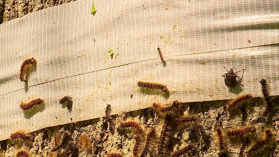 Spongy moth caterpillars at the Morse family property in Martin. (May 22, 2024)