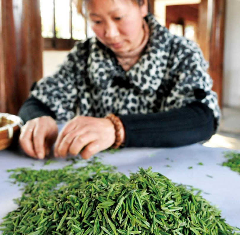 碧螺春為不發酵的綠茶，新北市三峽區是台灣最主要的產區。（圖／報系資料庫）