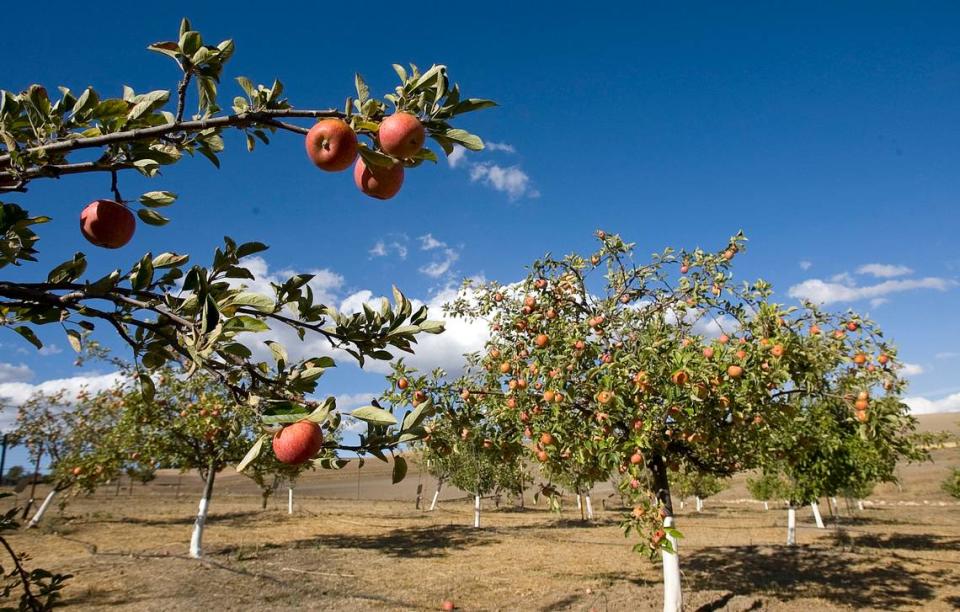 Braeburn apples ripen on the tree sat Jack Creek Farms.