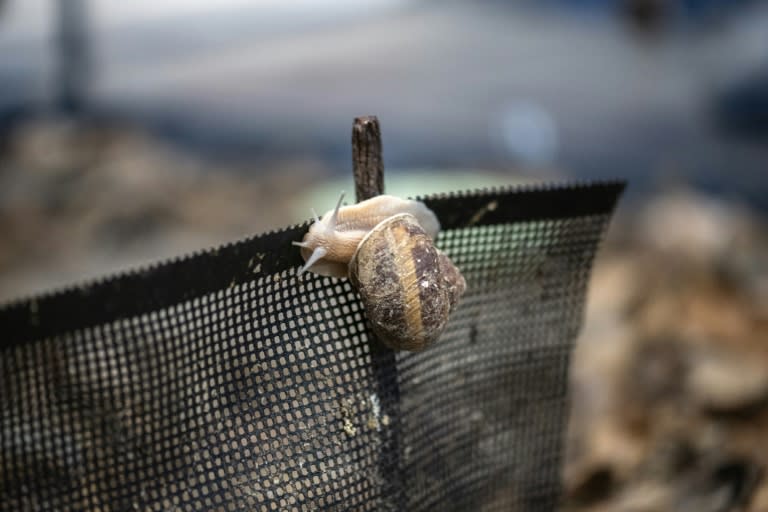 Burgundy snails, typically foraged from woodlands in central and eastern Europe, are being bred in Japan by an entrepreneur who believes he's the only person to have successfully farmed them (Philip FONG)