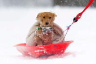 <p>Walton the dog gets a lift on a sledge in the Abbeyhill area of Edinburgh, United Kingdom. People have been warned not to make unnecessary journeys as the Met office issues a red weather be aware warning for parts of Wales and South West England following the one currently in place in Scotland. (Matthew Horwood/Getty Images) </p>