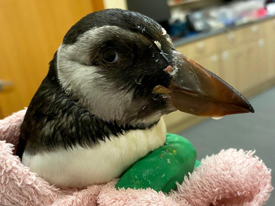 A rescued puffin being nursed back to health at Flett and Carmichael vets in Orkney (SWNS)