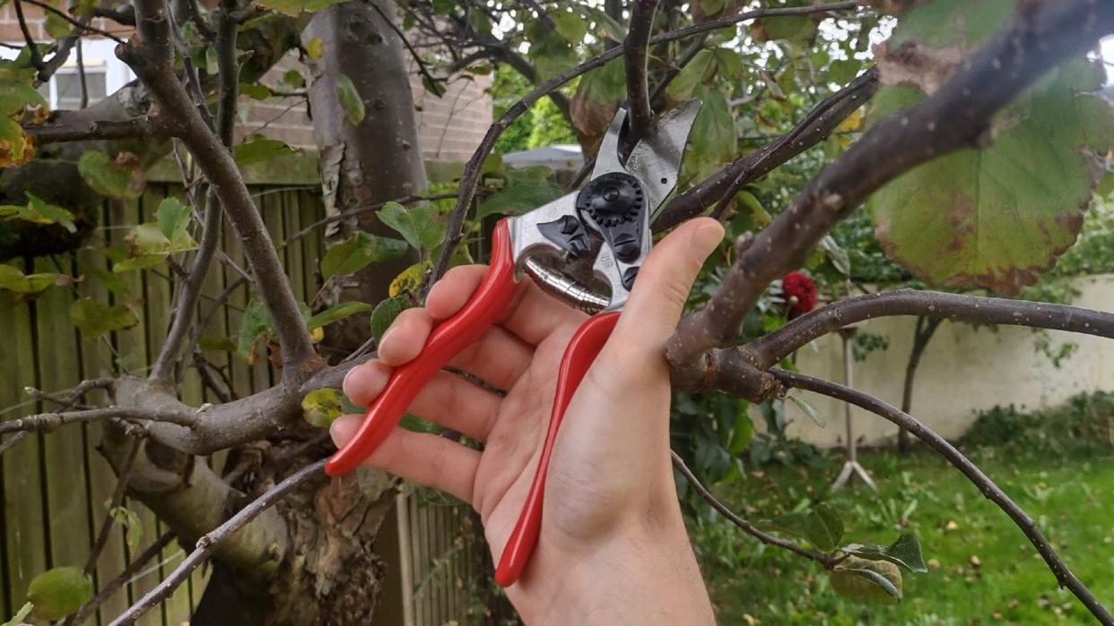  Pruning mistakes: Felco 6 pruning shears, cutting a tree branch. 