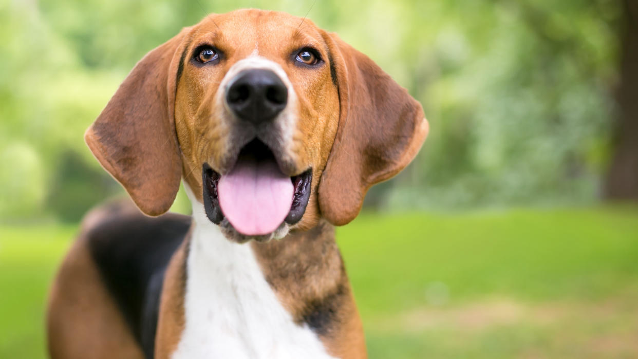 Close up of American foxhound showing smooth coat