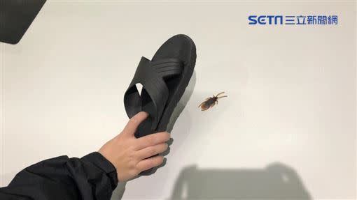 許多人見到蟑螂都避之唯恐不及。（示意圖／資料照）