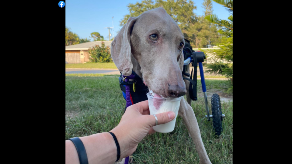 With the help of a doggy wheelchair, Dax the senior dog is getting around with speed, the shelter said.