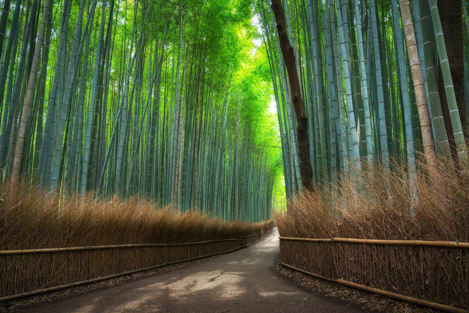 empty walking path in bamboo grove forest in Arashiyama Kyoto, Japan (Tassaphon Vongkittipong / Getty Images)