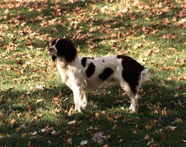 The Original 'Lassie' Dog, Pal, Lived to Be Almost 20 and Came to Set Even  After He Retired