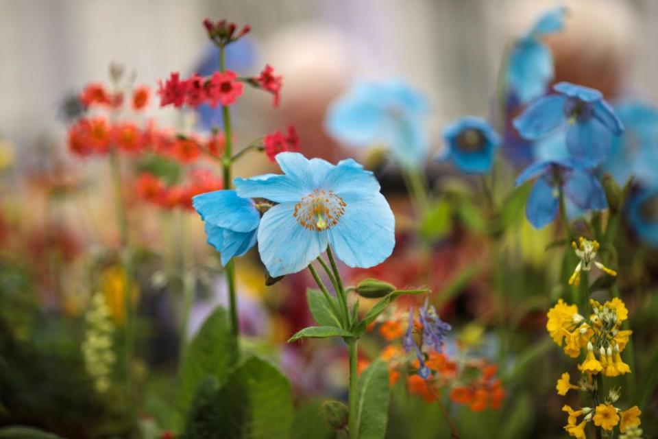 <p><strong>What are the best British garden shows to visit in 2020? From the prestigious <a href="https://www.housebeautiful.com/uk/garden/a27598243/chelsea-flower-show-2020/" rel="nofollow noopener" target="_blank" data-ylk="slk:Chelsea Flower Show;elm:context_link;itc:0;sec:content-canvas" class="link ">Chelsea Flower Show</a> to fringe events like Seedy Sunday, these gardening events are perfect for the green-fingered horticultural lover, regardless of whether you’re a budding beginner or a seasoned pro.</strong></p><p>The gardening experts at <a href="https://www.greenhousepeople.co.uk/" rel="nofollow noopener" target="_blank" data-ylk="slk:The Greenhouse People;elm:context_link;itc:0;sec:content-canvas" class="link ">The Greenhouse People</a> have given us a run-down of the best horticultural shows to visit this year, so get the diary out because spring is going to be busy... </p>