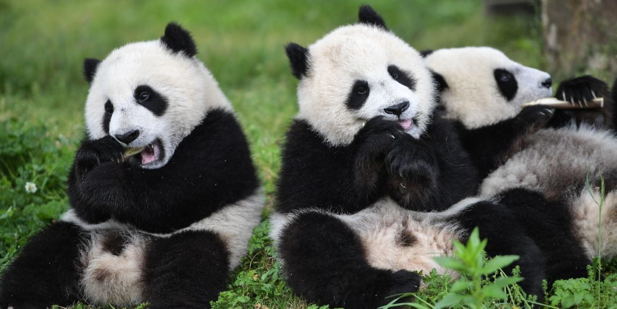 Photo credit: Xinhua News Agency - Getty Images