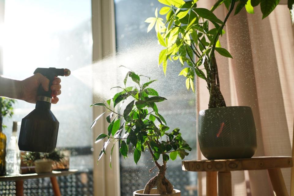 Person holding a spray bottle spraying indoor houseplants.