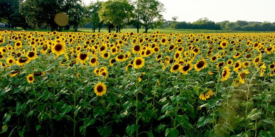 The Sunflower Fields at Forks of the River Wildlife Management Area in Knoxville, Tennessee