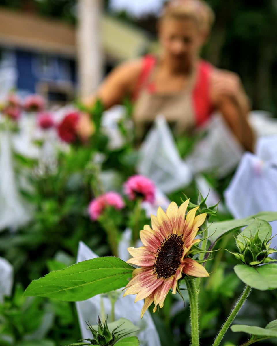 Sunflowers are among the flowers on offer at DDS Blooms.