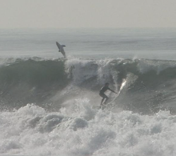 Great white shark breaches and photobombs surfer