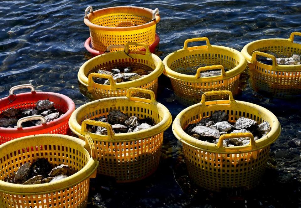 Oysters being stored in baskets along the shoreline at Chelsea Farms off of Eld Inlet.