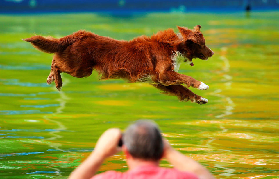 A dog jumps into the pool during the Flying Dogs competition