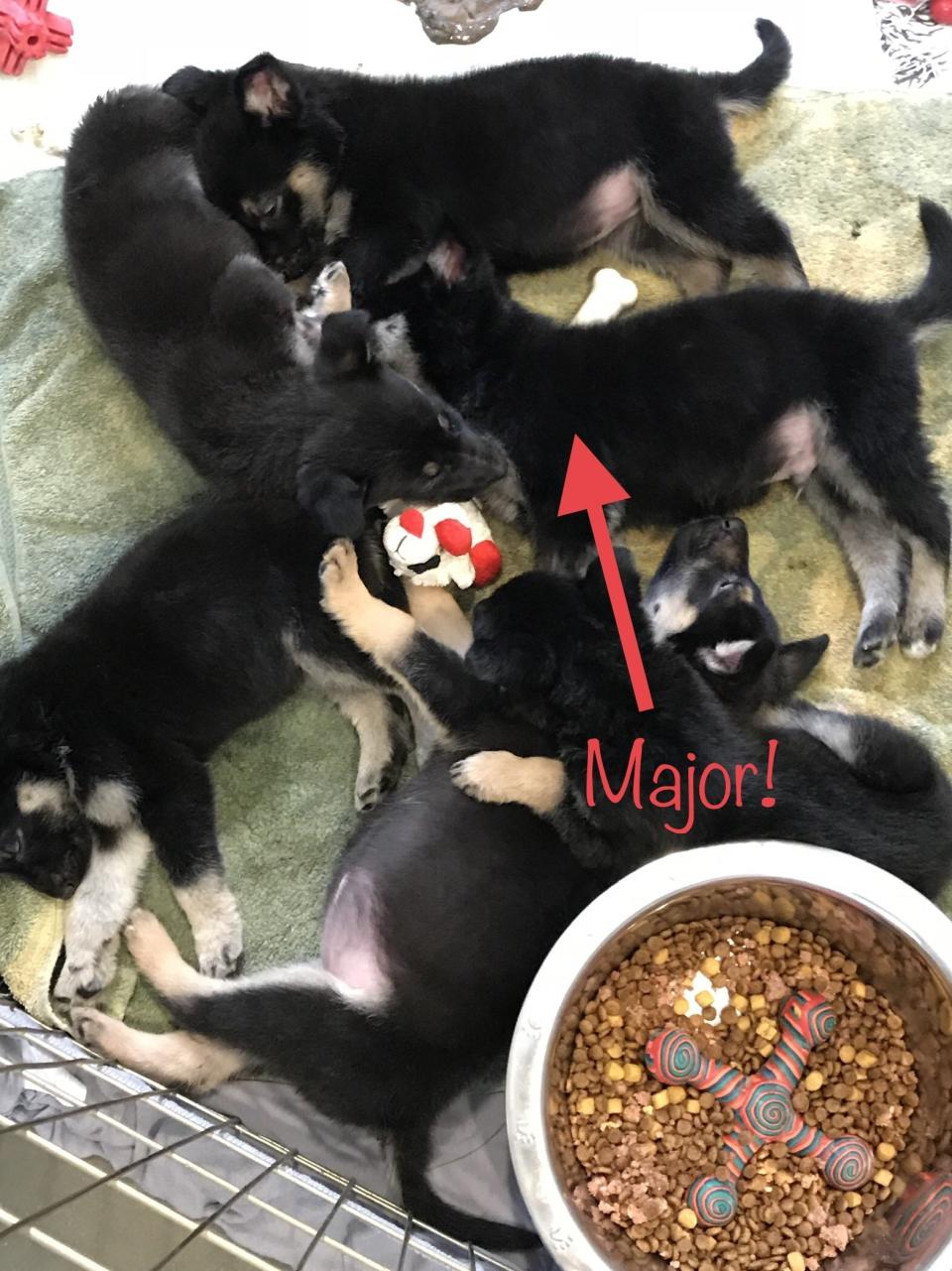 Major and his siblings when they were young puppies just surrendered to the shelter. (Photo: Steph Gomez via Delaware Humane Association)