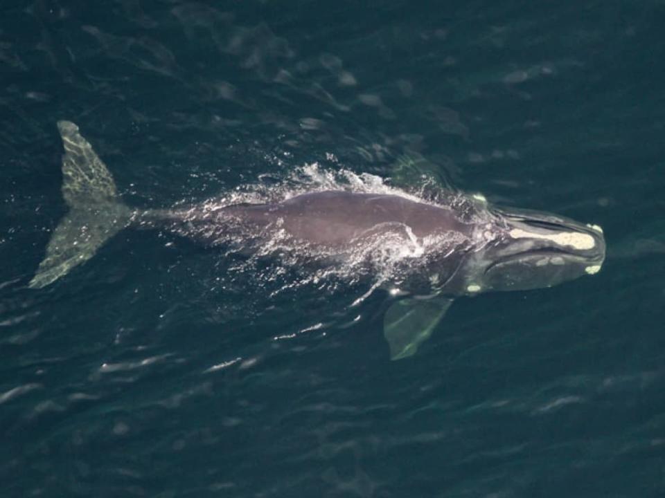 Researchers estimate there are 336 North Atlantic right whales remaining on the planet. (Peter Duley/NOAA Fisheries Northeast Fisheries Science Center - image credit)