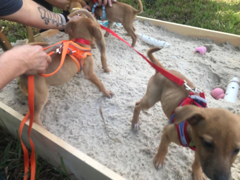 The Pet Alliance had some of its four-legged friends take part in the “First Dig,” to kick off the project.