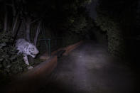 An effigy of a white tiger peers from a hedge at the Attica Zoological Park in Spata, near Athens, on Thursday, Jan. 21, 2021. (AP Photo/Petros Giannakouris)
